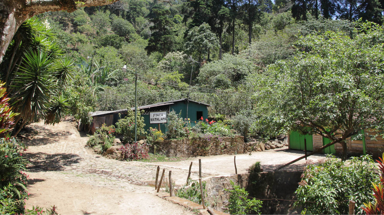 Koffieparadijs in El Salvador